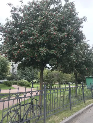 Swedish Whitebeam Mountain-ash (Sorbus intermedia), mature form