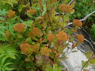 Birchleaf spirea