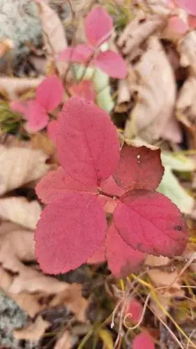 Birchleaf spirea (Spiraea betulifolia 'Tor'), mature form