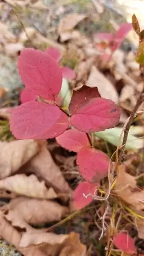Birchleaf spirea (Spiraea betulifolia 'Tor'), foliage