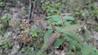 Japanese spirea (Spiraea japonica), mature form