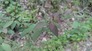 Japanese spirea (Spiraea japonica), foliage
