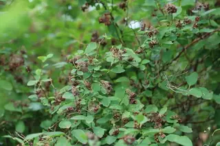 Bridal-wreath spirea (Spiraea x vanhouttei), bloom