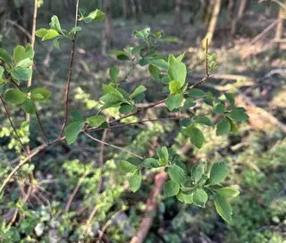 Bridal-wreath spirea (Spiraea x vanhouttei), mature form