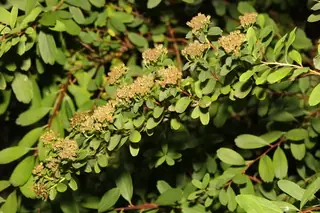 Bridal-wreath spirea (Spiraea x vanhouttei), foliage