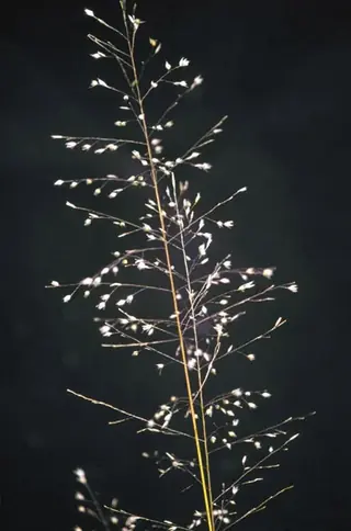 Prairie Dropseed Grass (Sporobolus heterolepis), foliage