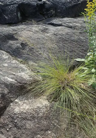 Prairie Dropseed Grass (Sporobolus heterolepis), mature form