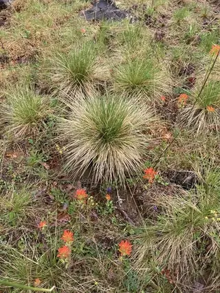 Prairie Dropseed Grass
