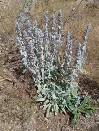 Lamb's ear (Stachys byzantina), fall color
