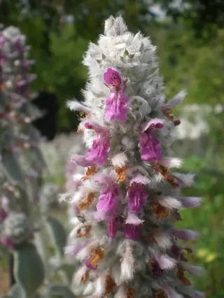 Lamb's ear (Stachys byzantina), foliage