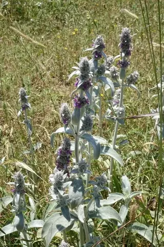 Lamb's ear (Stachys byzantina), habit