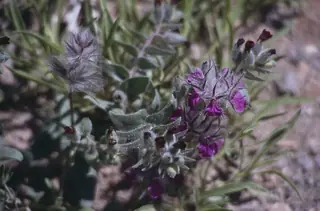Pink Cotton Lamb's Ear (Stachys lavandulifolia), habit