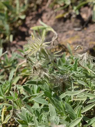 Pink Cotton Lamb's Ear (Stachys lavandulifolia), fall color