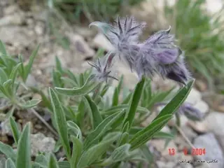 Pink Cotton Lamb's Ear (Stachys lavandulifolia), foliage