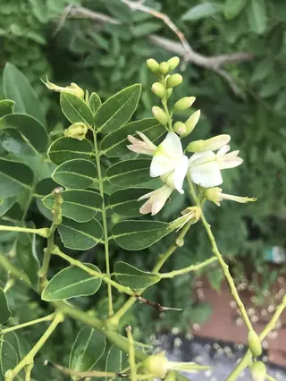 Japanese Pagodatree (Styphnolobium japonicum), mature form