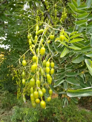 Japanese Pagodatree (Styphnolobium japonicum), foliage