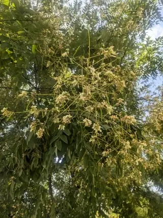 Pagodatree, Japanese Pagodatree, Millstone™