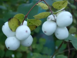 Common snowberry (Symphoricarpos albus), foliage