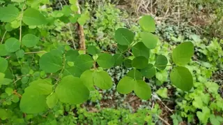 Common snowberry (Symphoricarpos albus), mature form