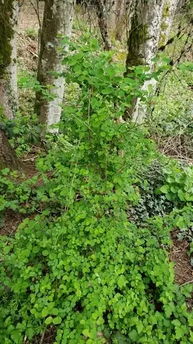 Common snowberry