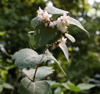 Western snowberry (Symphoricarpos occidentalis), mature form
