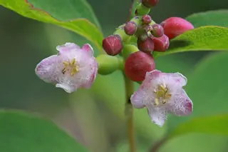 Western snowberry (Symphoricarpos occidentalis), foliage