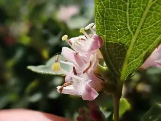 Western snowberry (Symphoricarpos occidentalis), bloom