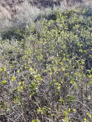 Western snowberry