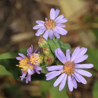 Smooth Aster (Symphyotrichum laeve), foliage
