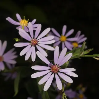 Smooth Aster (Symphyotrichum laeve), mature form