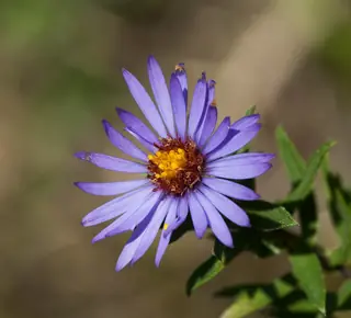 Aromatic aster (Symphyotrichum oblongifolium), habit