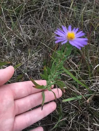 Aromatic aster (Symphyotrichum oblongifolium), mature form