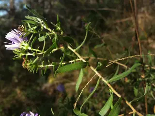 Aromatic aster (Symphyotrichum oblongifolium), bloom