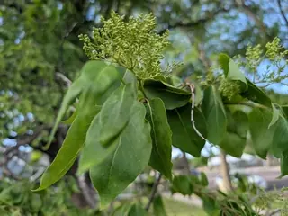 Japanese: Ivory Silk Lilac (Syringa reticulata), mature form