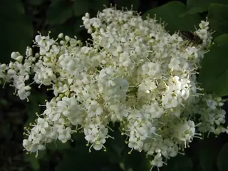 Japanese: Ivory Silk Lilac (Syringa reticulata), fall color