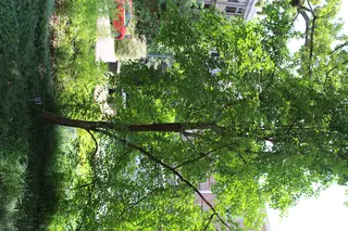 Lilac, Peking: Summer Charm