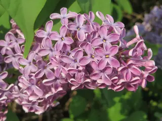 Common lilac (Syringa vulgaris), bloom