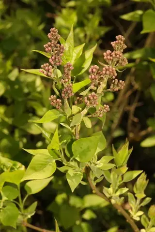 Common lilac (Syringa vulgaris), mature form