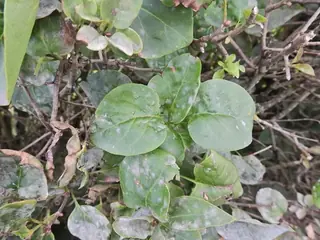 Common lilac (Syringa vulgaris), foliage