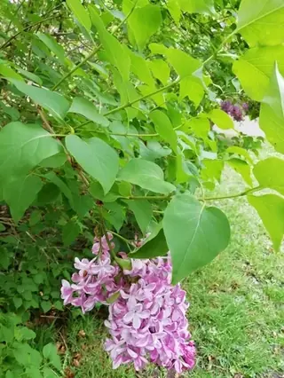 Common lilac