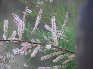 Saltcedar / tamarisk (Tamarix ramosissima), mature form