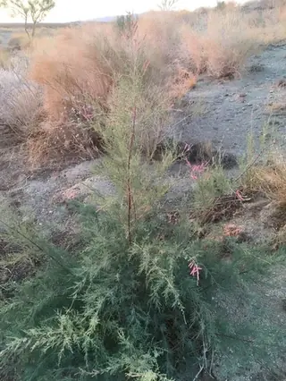 Saltcedar / tamarisk