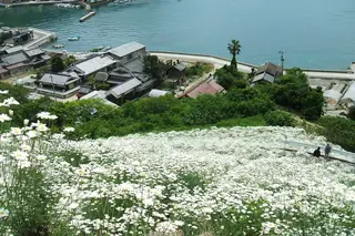 Dalmatian Daisy