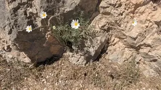 Dalmatian Daisy (Tanacetum cinerariifolium), mature form