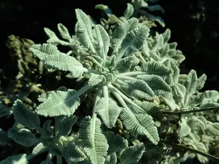 Partridge feather (Tanacetum densum amani), bloom
