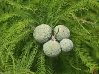 Baldcypress (Taxodium distichum 'Mickelson'), foliage