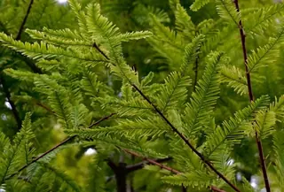 Baldcypress (Taxodium distichum 'Mickelson'), mature form