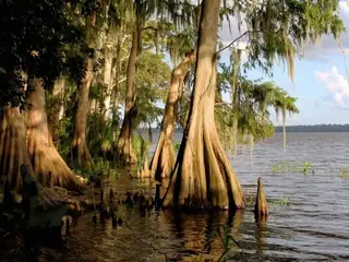 Baldcypress, SHAWNEE BRAVE™