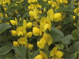 Golden Candles (Thermopsis lanceolata), bloom