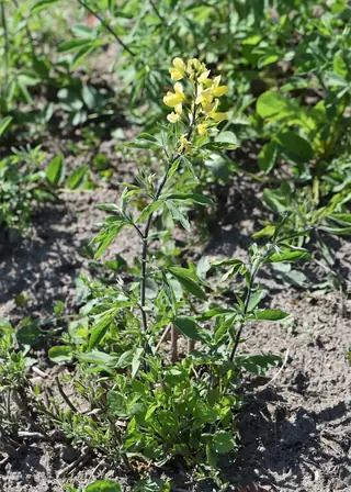 Golden Candles (Thermopsis lanceolata), mature form